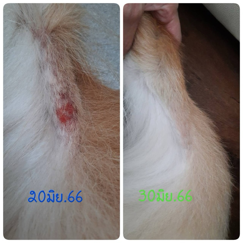 วิตามิน ผิวสำหรับสัตว์เลี้ยง(พร้อมส่ง)