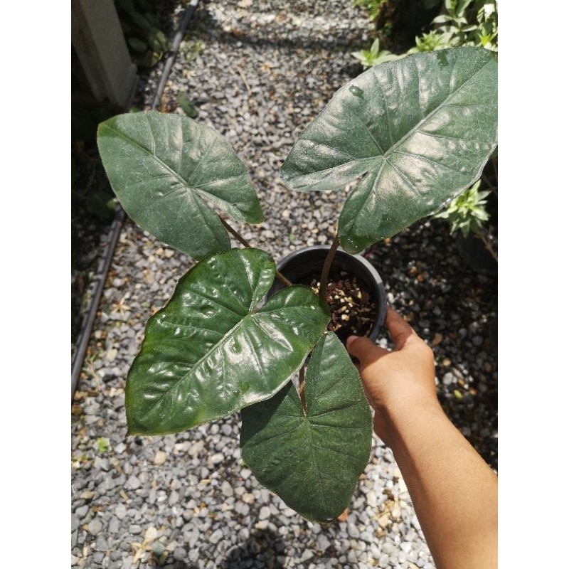 อโลคาเซีย ยูคาตัน ปริ๊นเซส หรือ Alocasia Yucatan Princess