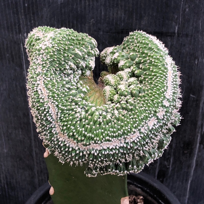 [พร้อมส่ง]🌵 แคคตัส สตอมโบคริส Strombocactus cristata cactus ไม้กราฟ จำนวน 1 ต้น