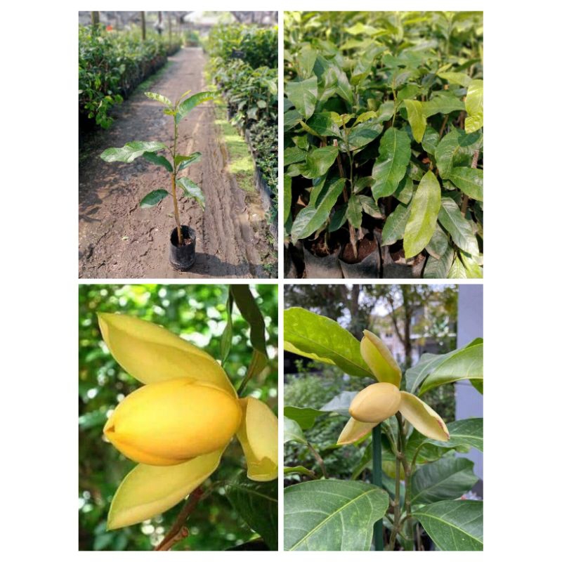 ต้นมณฑาทิพย์🍀สูง 50-60 cm🌼 1 ต้น 129 บาท