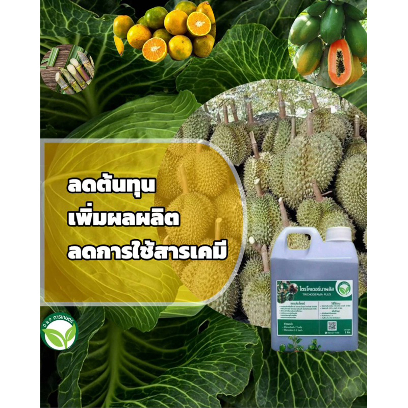 ไตรโคเดอร์มา พลัส 2in1 ขนาด 10 ลิตร-10000cc กำจัด-ป้องกันโรคเชื้อรา+ฟื้นฟู ราคา ถูกที่สุด ดีลบีเคเค แกลเลอรีภาพที่ 4