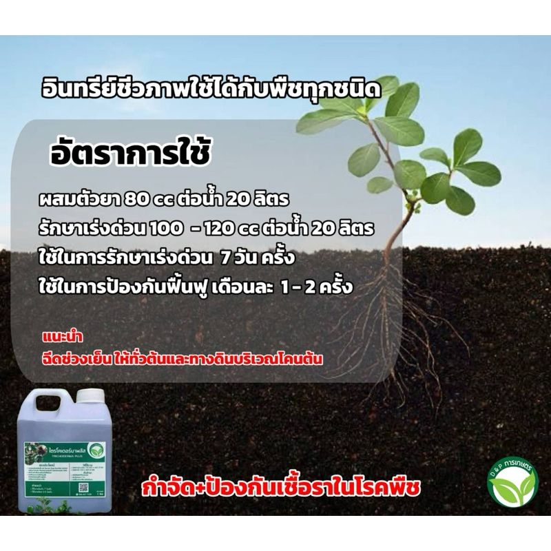 ไตรโคเดอร์มา 2in1 ขนาด 1 ลิตร-1000cc กำจัด-ป้องกันโรคเชื้อรา+ฟื้นฟู - รูปที่ 6