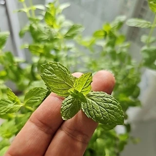 เปเปอร์มิ้นท์📌ถูกที่สุด 15บ.📌 Peppermint50- 200 เมล็ด🌼ปลูกง่าย💐กลิ่นหอมสดชื่น🔥สมุนไพรฝรั่ง