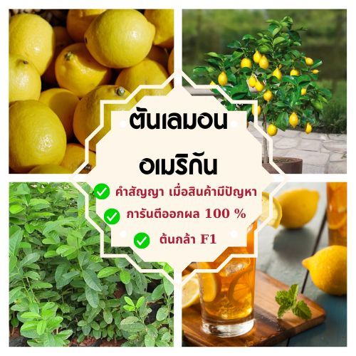 [ต้นที่ทาบกิ่ง สูง 80-100ซม.] ต้นเลมอนอเมริกัน ต้นพันธุ์แท้ ผลใหญ่ เหมาะกับภูมิอากาศเมืองไทย