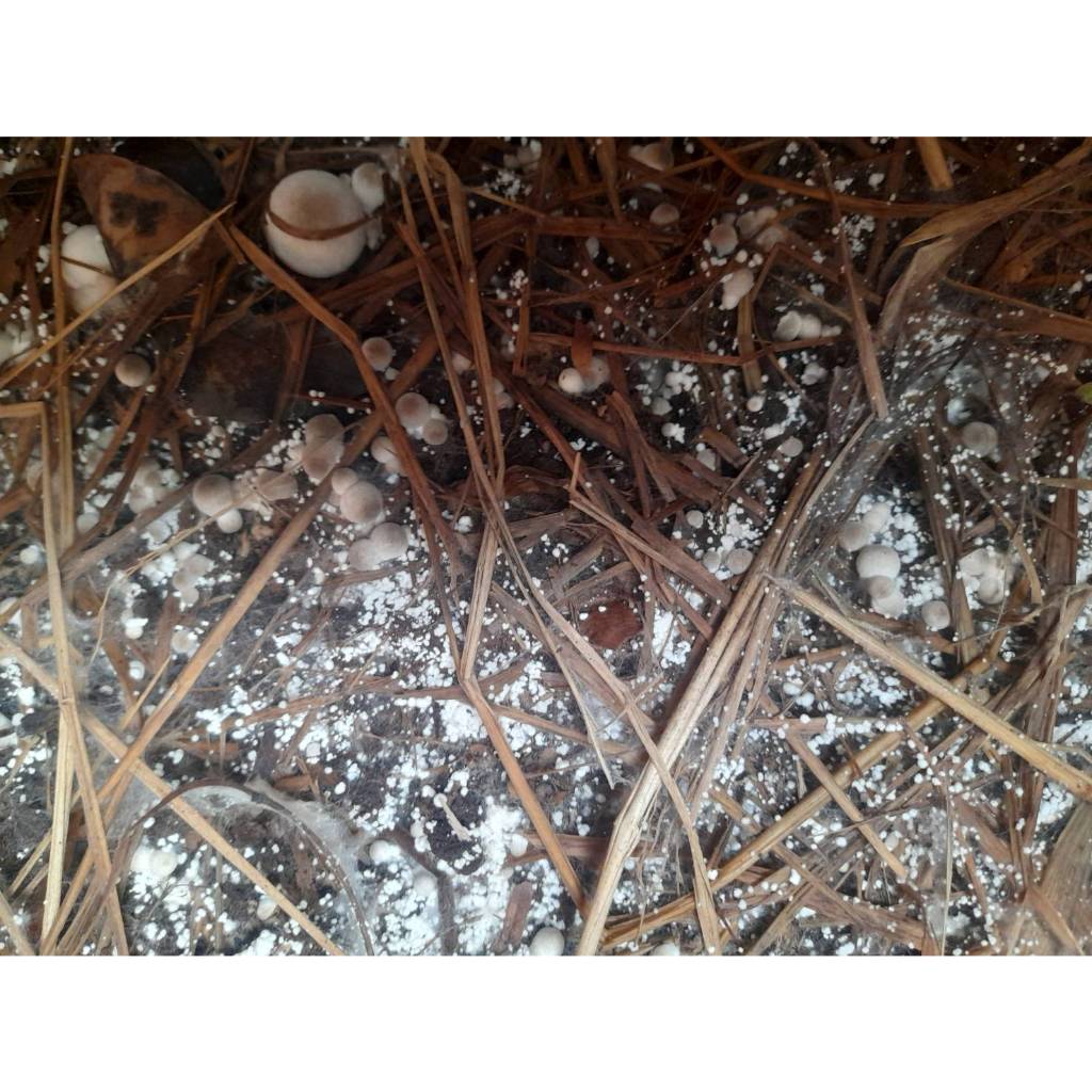 เชื้อเห็ดฟางอีแป๊ะ 4 ถุง ผสมอาหารเสริม,แป้งข้าวเหนียว,รำอ่อน เชื้อเดินดีแล้ว พร้อมเพาะ - รูปที่ 6