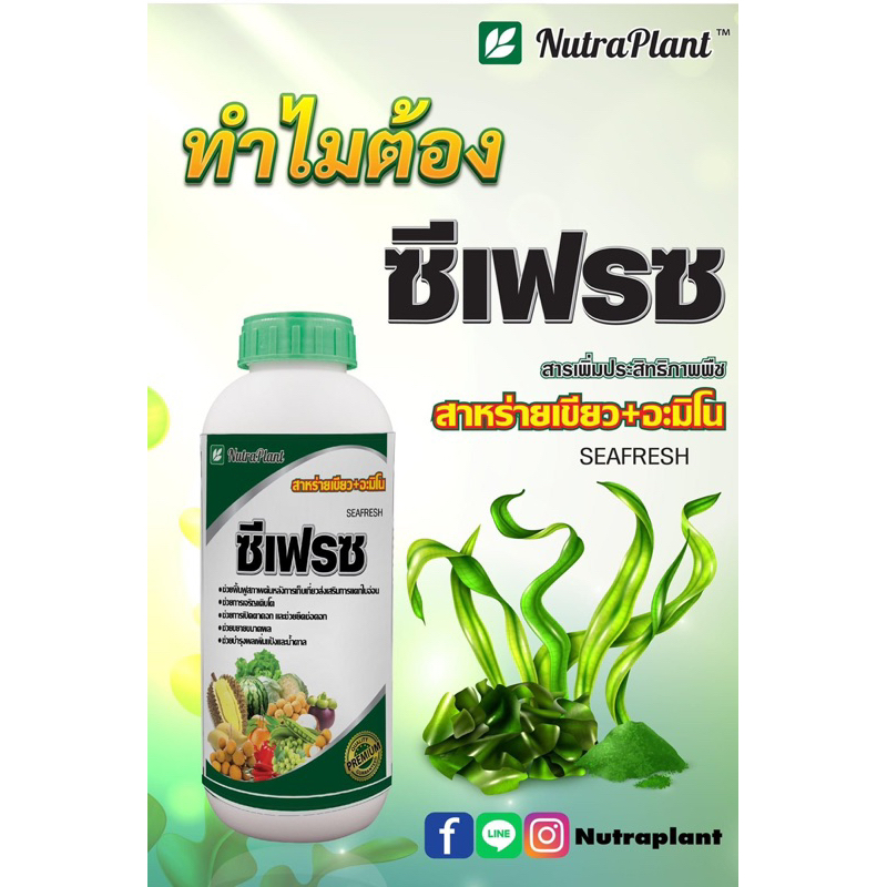 นูตร้าซีเฟรซ สาหร่าย+อมีโนขนาด1000ml