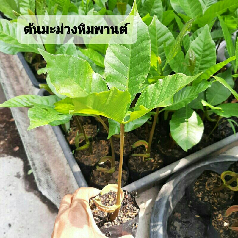 ต้นมะม่วงหิมพานต์ พันธ์ุเมล็ดใหญ่ พันธุ์ศรีสะเกษ 60-1