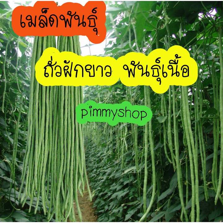 เมล็ดพันธ์ถั่วฝักยาว พันธ์เนื้อ 120 เมล็ด แถมปุ๋ยบำรุงหลังปลูกแถมคู่มือการปลูกให้