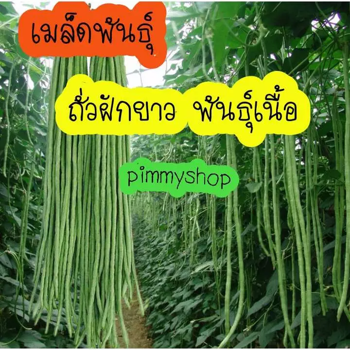 เมล็ดพันธ์ถั่วฝักยาว พันธ์เนื้อ 120 เมล็ด แถมปุ๋ยบำรุงหลังปลูกแถมคู่มือการปลูกให้