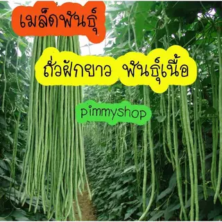 เมล็ดพันธ์ถั่วฝักยาว พันธ์เนื้อ 120 เมล็ด แถมปุ๋ยบำรุงหลังปลูกแถมคู่มือการปลูกให้