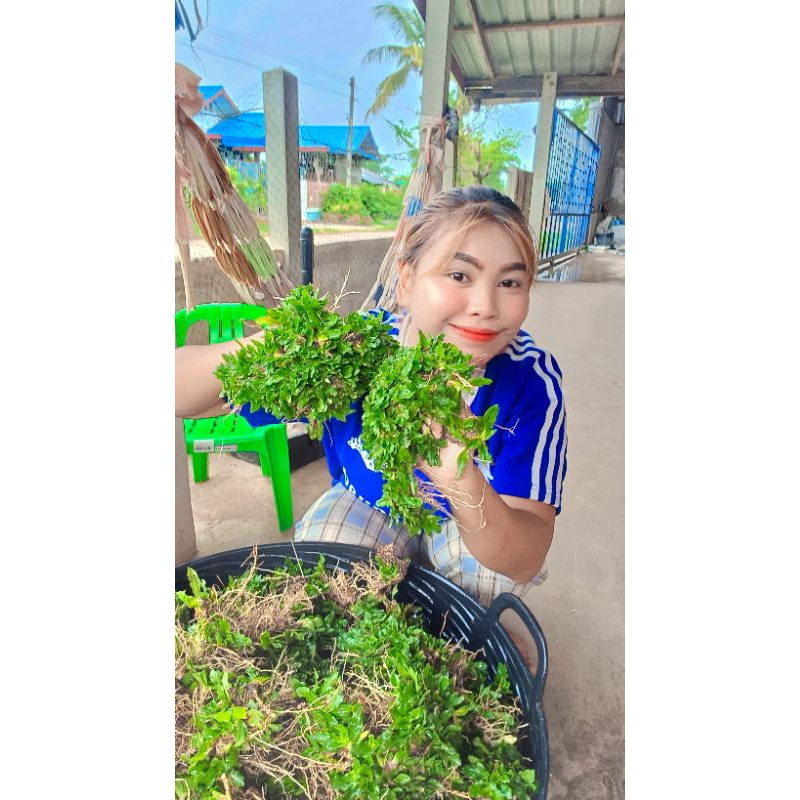 มาแรง‼️หญ้าไทเปแพใหญ่เขียวสวย 2ตร.ม.