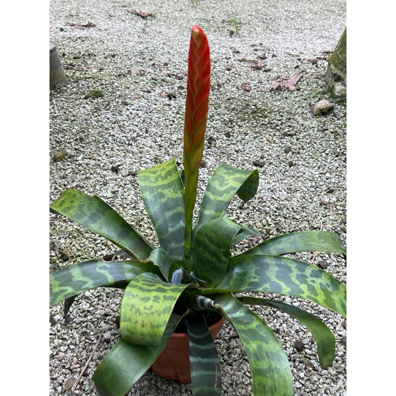 Vriesea espada สับปะรดสี เอสปาดา กระถาง 6นิ้ว