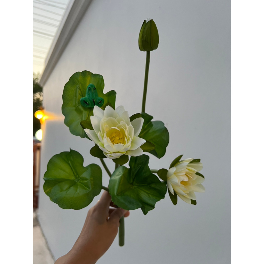 ดอกบัว บัววิกตอเรีย Victoria waterlily ดอกบัวผ้าญี่ปุ่นสวยๆๆ ขนาดดอก8 ซม.ก้าน 40ซม.บัวบูชา ไหว้พระ ทนแดด ทนฝน