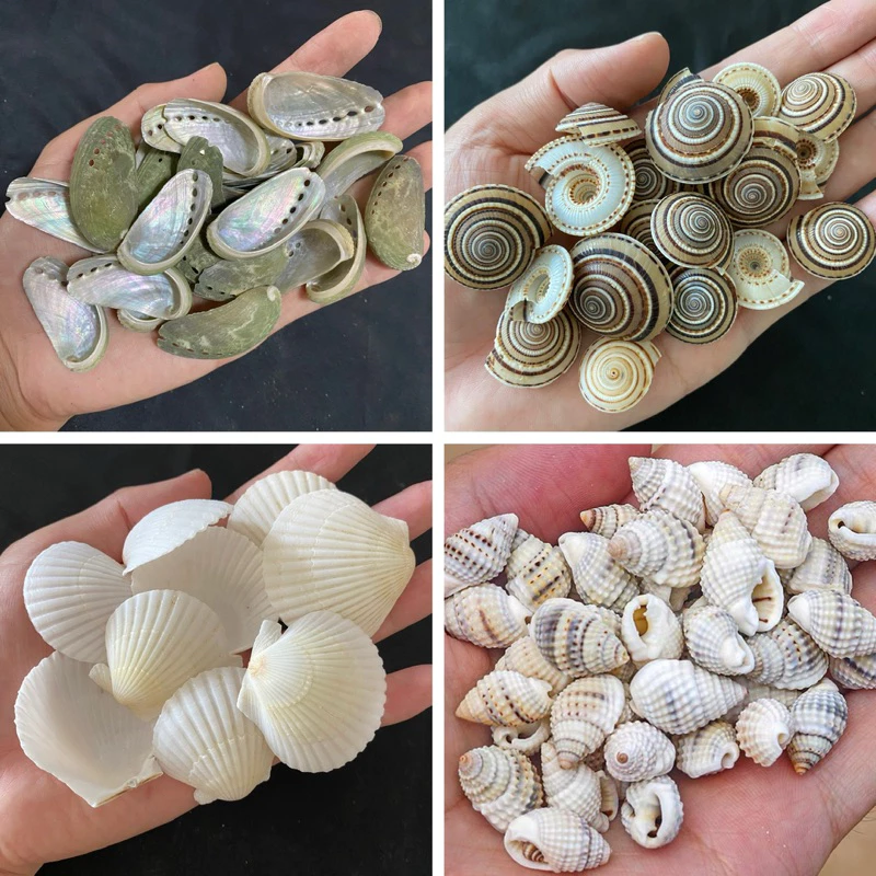 หอยธรรมชาติ DIY วัสดุสำหรับตกแต่งสวนและตู้ปลา 50g BEAUTIFUL SEASHELLS thumbnail 5