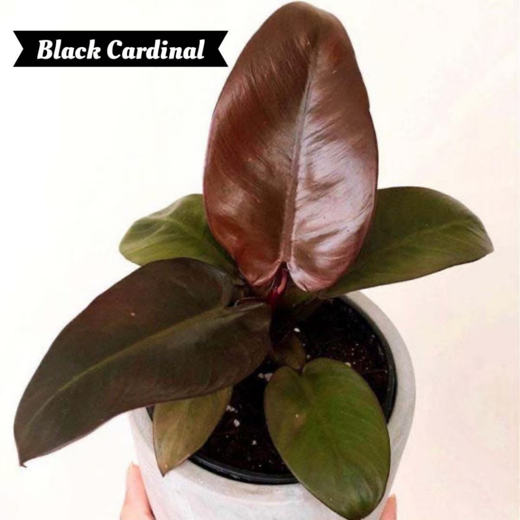 Philodendron Black Cardinal | กุมารดำ ไม้เนื้อเยื่อ