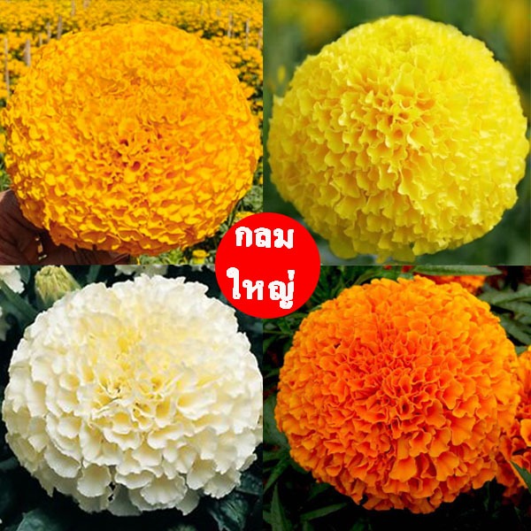 ดาวเรืองดอกใหญ่📌กดเลือกสีดอกได้🎯ถูกที่สุด19บ.🎯เมล็ดพันธุ์ดาวเรืองดอกใหญ่5 เมล็ดแยกสี🌼ปลูกง่าย🎈ดอกกลมๆใหญ่ๆแน่นๆ