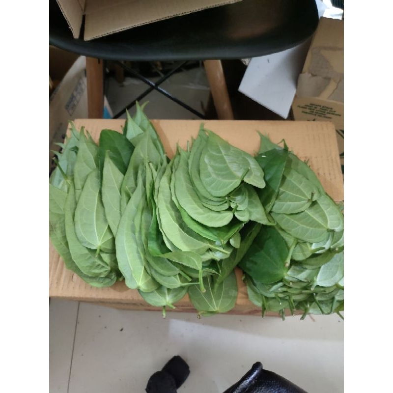ว่านรางจืดเด็ดสด ขับสารพิษ 1 ขีด 25บาท 3ขีด 70บาท คัดใบใหญ่ และสดมาก