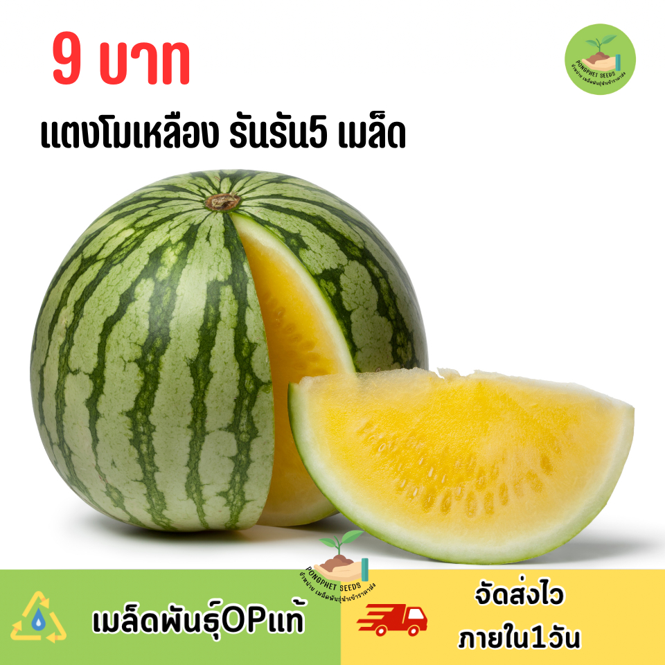 9บาท แตงโมเหลือง รันรัน 5 เมล็ด