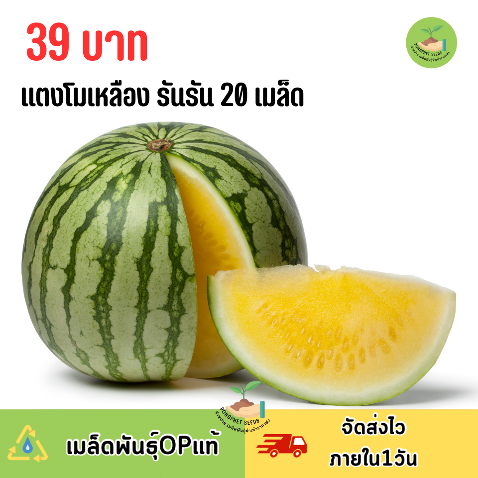 เมล็ดพันธุ์แตงโมเหลือง รันรัน 20 เมล็ด
