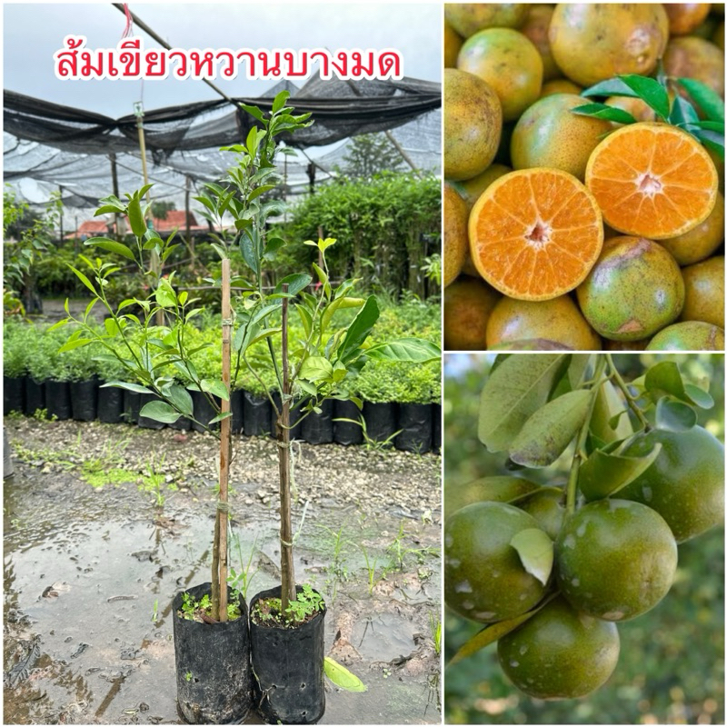 🔥ต้นส้มเขียวหวานบางมด แท้💯%🔥