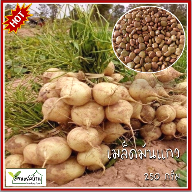 250 กรัม เมล็ดมันแกว เมล็ดพันธุ์มันแกว