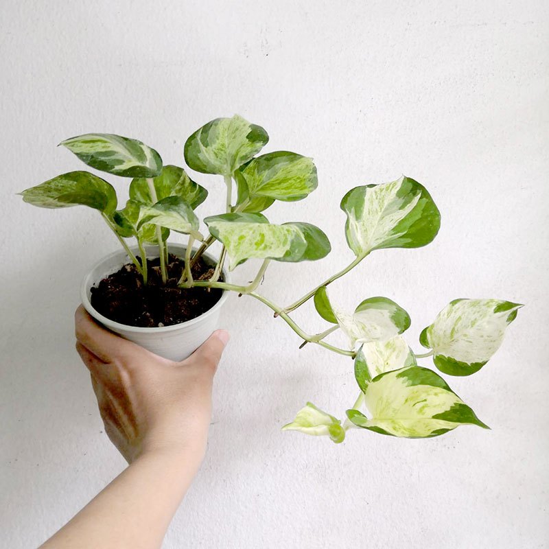 พลูแอปเปิ้ล ฮอลแลนด์ Epipremnum aureum manjula