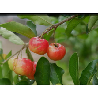 ต้นเชอร์รี่ไทย เป็นไม้พุ่มขนาดกลาง Patsorntree