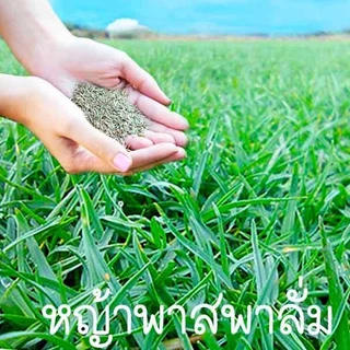 หญ้า📌ทุกสายพันธุ์📌10แถม1++🎯ถูกที่สุด10บ.📌เมล็ดพันธุ์หญ้าทุกสายพันธุ์ 5 -500 เมล็ด🌱ปลูกง่าย🌱เขียวสดใส