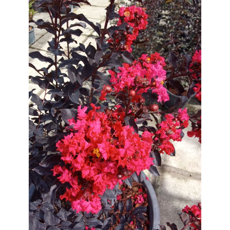 🌺🌺ยี่เข่งแดงใบดำ แบล๊คไดมอน🌺🌺