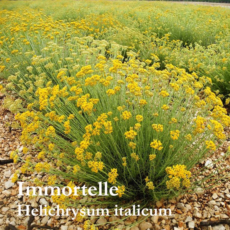 Aroma&more Immortelle (Helichrysum) Absolute 100% Pure France / น้ำมันหอมระเหยอิมมอคแตล แอปโซลูท ฝรั่งเศส 5/10/30ML ราคา ถูกที่สุด ดีลบีเคเค แกลเลอรีภาพที่ 4