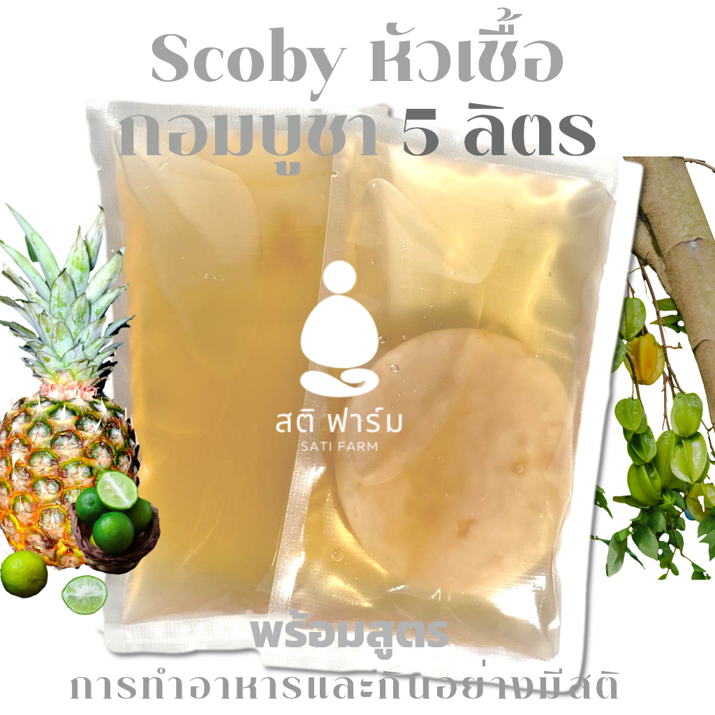 หัวเชื้อทำคอมบูชา หมักแล้วอร่อยหอมสดชื่น Kombucha Scoby สโคบี้และหัวเชื้อตั้งต้น500ml +วิธีการทำ
