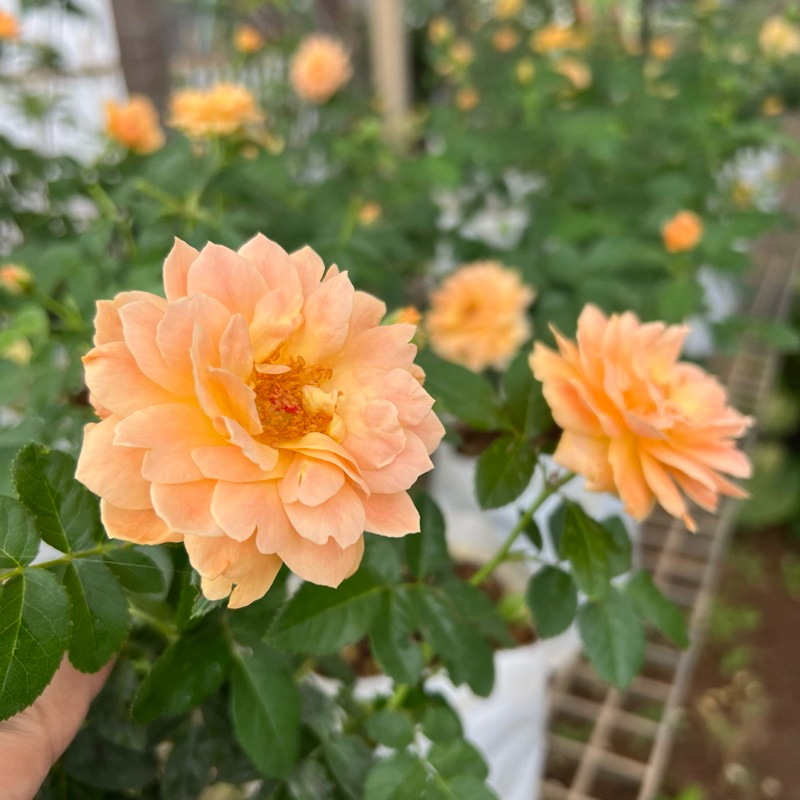 F610 กุหลาบ จุ๊ยซี่ สีส้ม กลิ่นหอม *ส่งติดดอก* จุ๊ยซี่ เทอเรซซ่า Juicy Terrazza