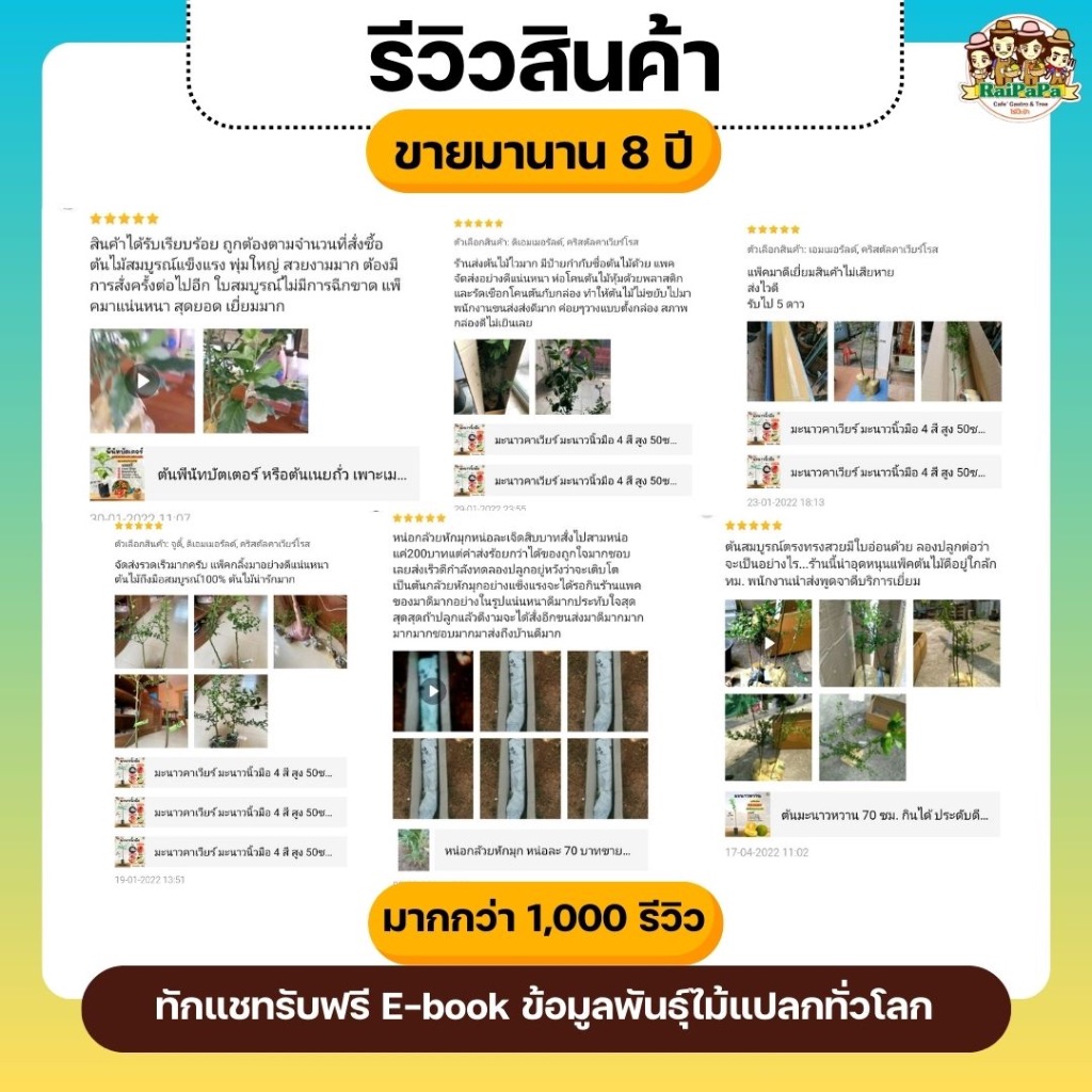 น้อยหน่าส้มบราซิล Annona Spinescens ต้นเสียบยอด ผลไม้แปลก ผลไม้หายาก ต้นไม้แปลก ต้นไม้ต่างประเทศ