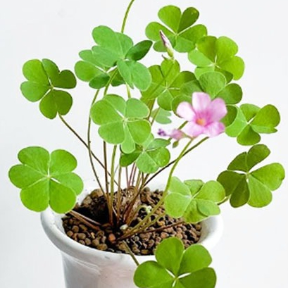 ใบโชคดี(Clover) 10แถม1!! ถูกที่สุด10บ. เมล็ดพันธุ์ใบโชคดี(Clover)10-60 เมล็ด ปลูกง่าย นำโชคดี