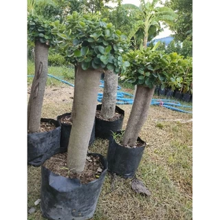 ต้นช้อนเงินช้อนทองตอใหญ่อวบอ้วน สูง60-70cm ต้นแข็งแรงพร้อมปลูก ราคาถูกจากสวย