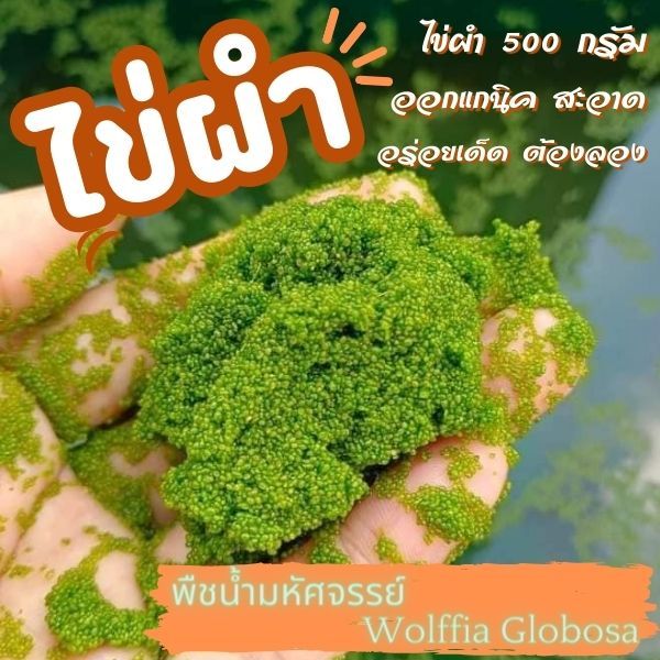(พร้อมส่ง) ไข่ผำ 500 กรัม ปลอดสารพิษ ล้างสะอาด พร้อมรับประทาน