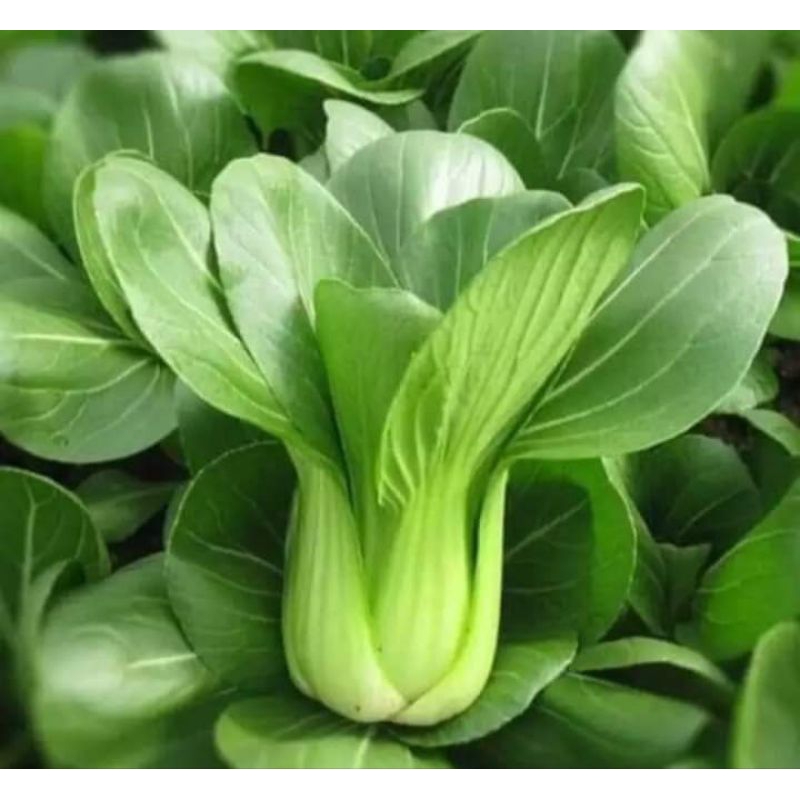 เมล็ดพันธุ์กวางตุ้งฮ่องเต้2,000-3,000 เมล็ด 29 บาท