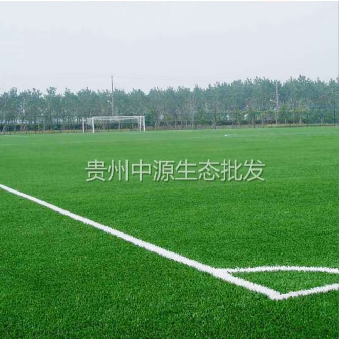 เมล็ดหญ้าพาสพาลัม Paspalum Grass USA นำเข้าราคาปลีกส่ง หญ้าปูสนาม สนามหญ้า เมล็ดพันธุ์หญ้า - รูปที่ 2