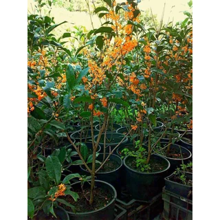 ขายต้น หอมหมื่นลี้ สีส้ม ขนาดพร้อมปลูก 30-40เซน