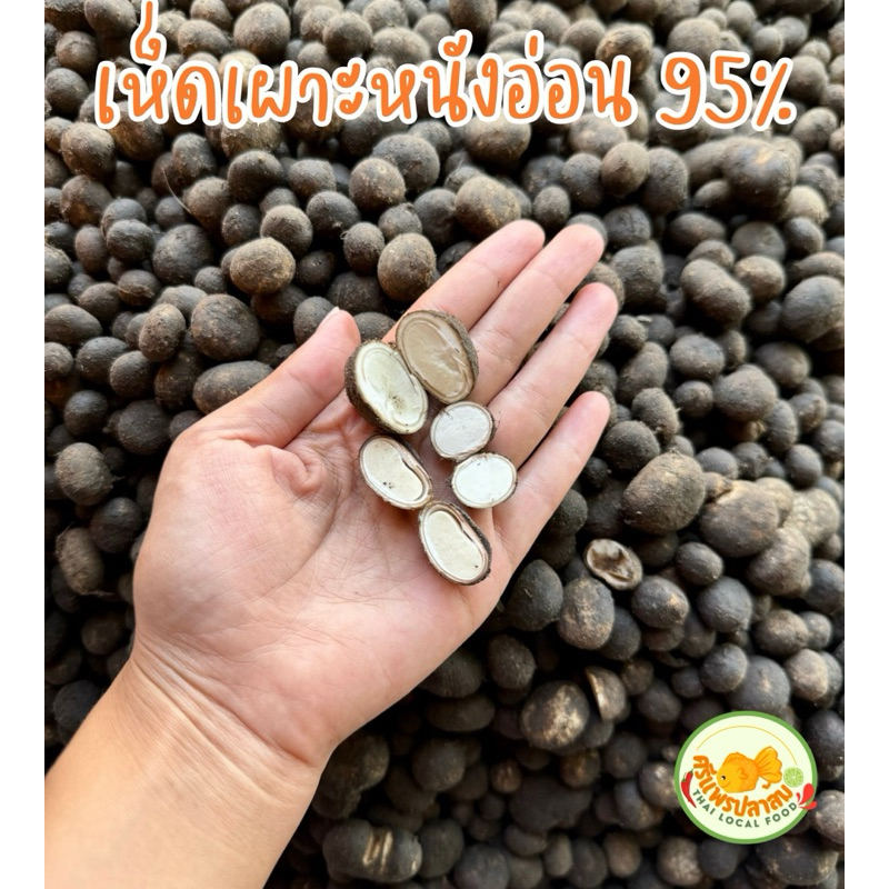 (ฤดูกาล พ.ค.68) เห็ดเผาะอ่อนลวก🍄‍🟫🌳1 กก. (คัดอย่างดี 95% อ่อน) พร้อมแกงทันที🤤 ไม่อ่อนยินดีคืนเงิน🤩💯