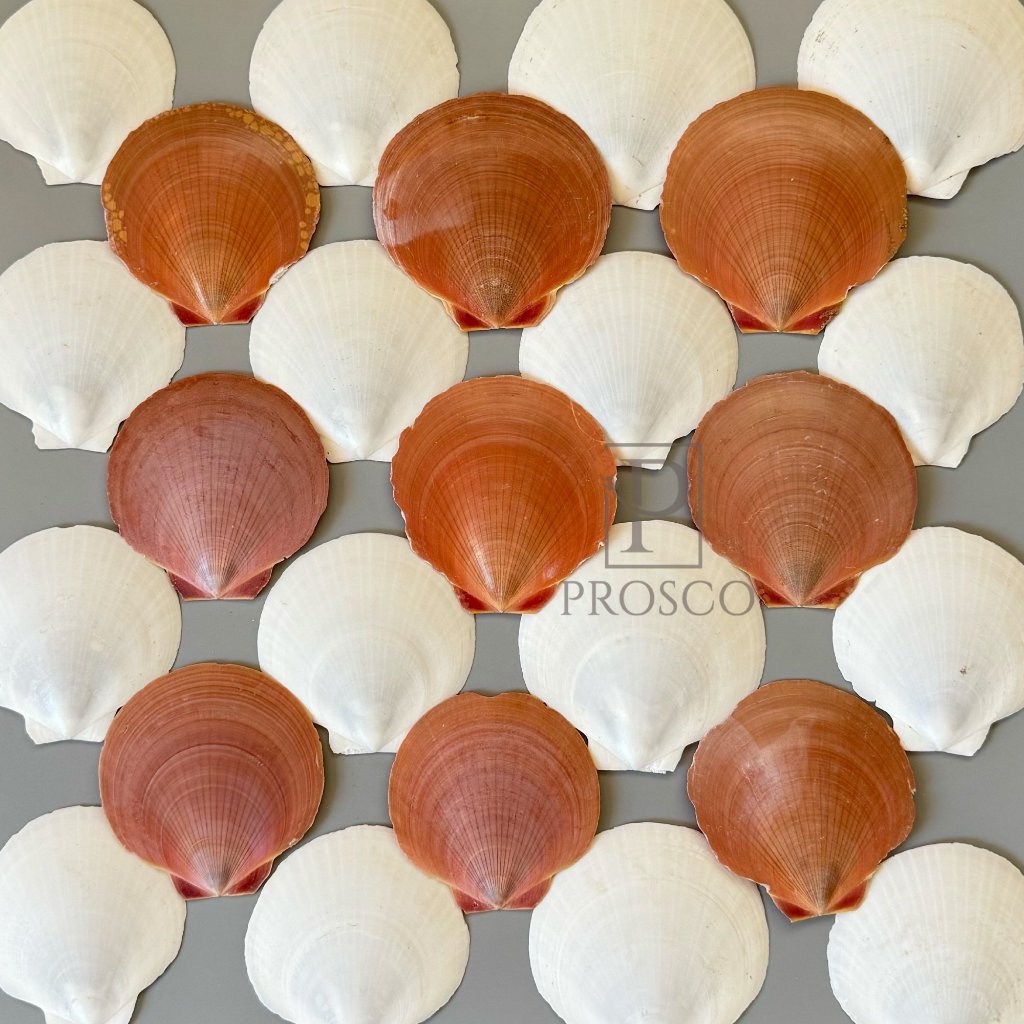 Prosco | เปลือกหอยเชลล์ สีขาว สีน้ำตาล สำหรับประดับตกแต่ง