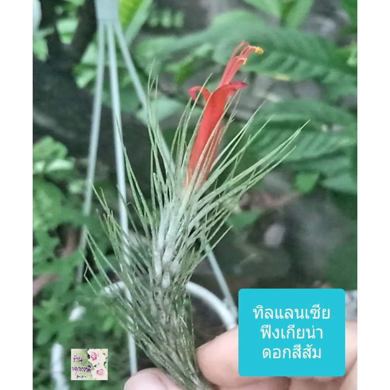 ทิลแลนเซีย ฟังเกียน่า Tillansia Funckiana ไม้อากาศ ไม่ต้องใช้ดิน ตระกูลเดียวกับสัปรดสี ให้ดอกสีส้ม สวยน่ารัก เลี้ยงง่าย
