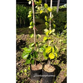 ต้นเหลืองชัชวาลย์ ต้นกิ่งชำ สูง 30-40 ซม. จัดชุด 2 ต้น