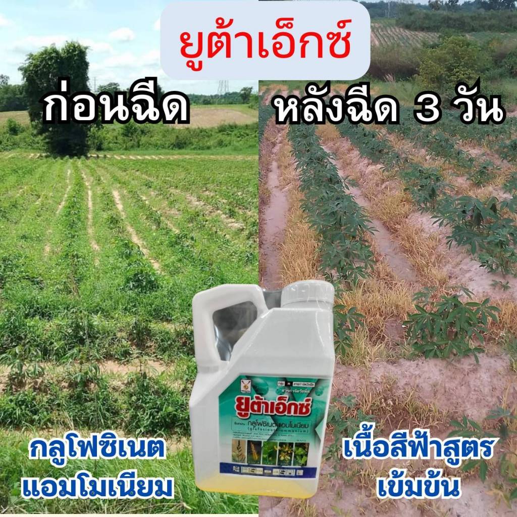 สารทดแทน กรัมม็อกโซน กลูโฟสิเนต ฆ่าหญ้า เผาไหม้ ดูดซึม ไร่สวน มัน ไร่พืช หัวคันนา หญ้าตาย ดูดซึมนาน