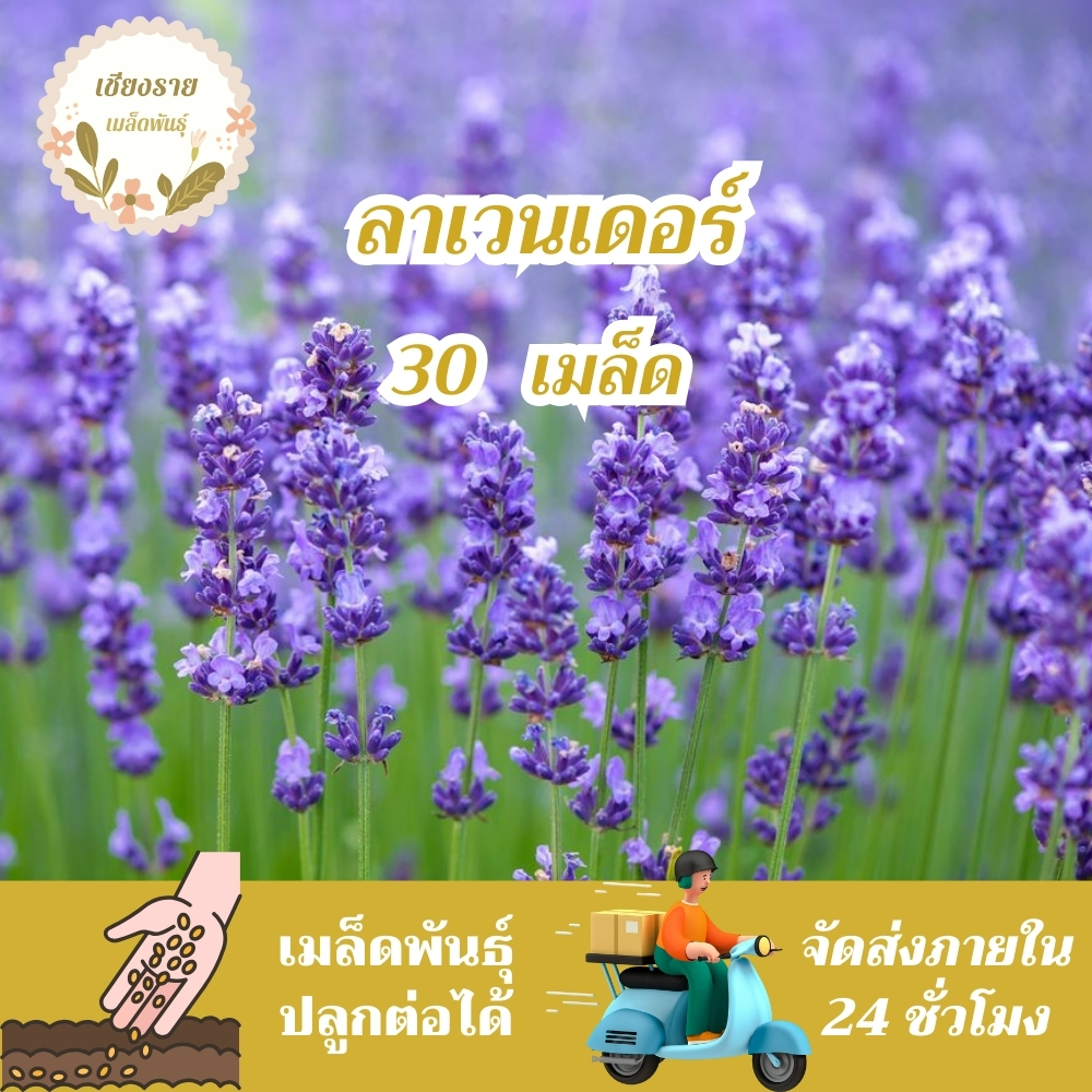เมล็ดพันธุ์ ลาเวนเดอร์ อังกฤษ 30 เมล็ด English Lavender Seed เมล็ดพันธุ์แท้ นำเข้าจากต่างประเทศ ปลูกผัก สวนครัว ถูกดี