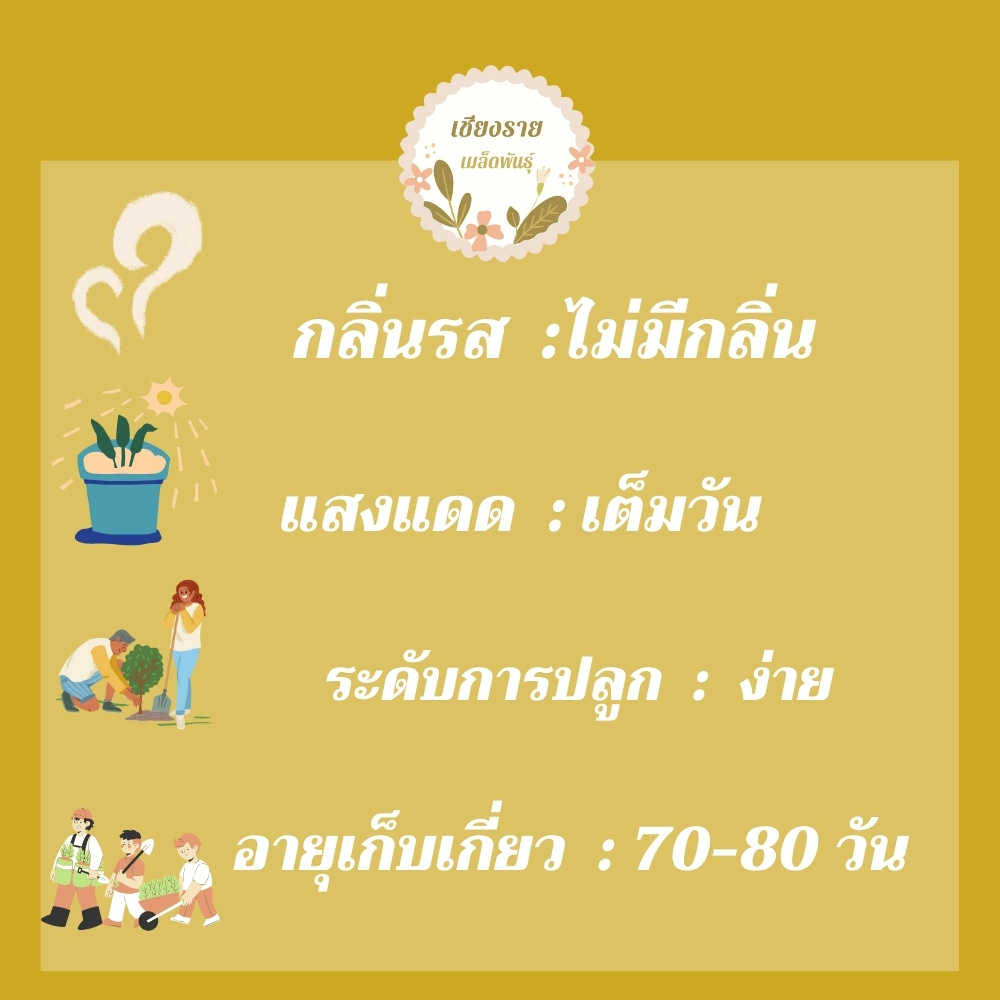 เมล็ดพันธุ์ ดอกดาวกระจายสีขาว ดอกคอสมอส30เมล็ด White Purity Cosmos Flower Seed เมล็ดพันธุ์แท้ นำเข้าจากต่างประเทศ สีขาว - รูปที่ 2