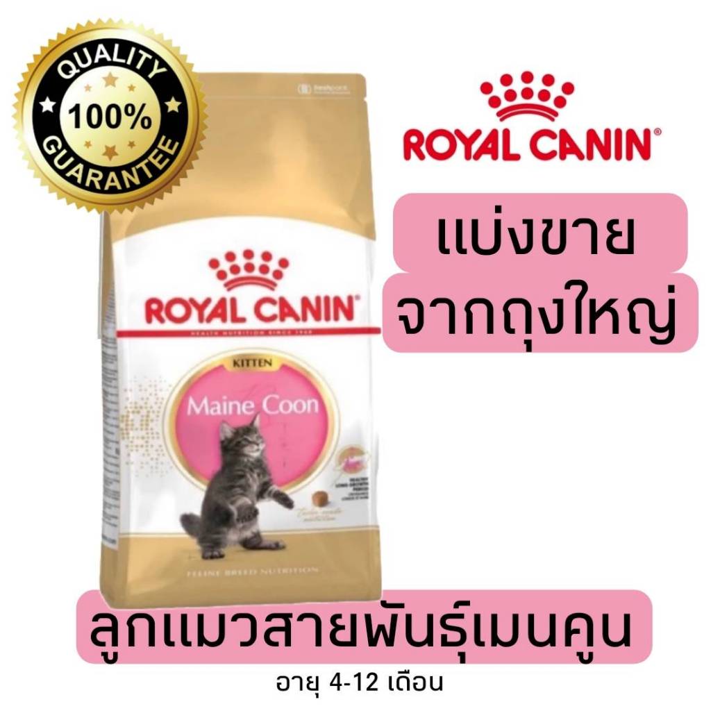 [แบ่งขาย] อาหารแมว Royal canin Kitten Maincoon ลูกแมวพันธุ์เมนคูน อายุ 4-12เดือน 500g 800g 1kg อาหารแมวรอยัลคานินแบบแบ่ง