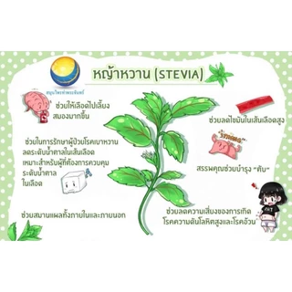 หญ้าหวานแห้ง "คัดมือ ด้วยความใส่ใจ" ร่อนเศษ+ก้านน้อย ผลผลิตใหม่ หญ้าหวาน หญ้าหวานอบแห้ง ใบหญ้าหวาน stevia คีโต keto
