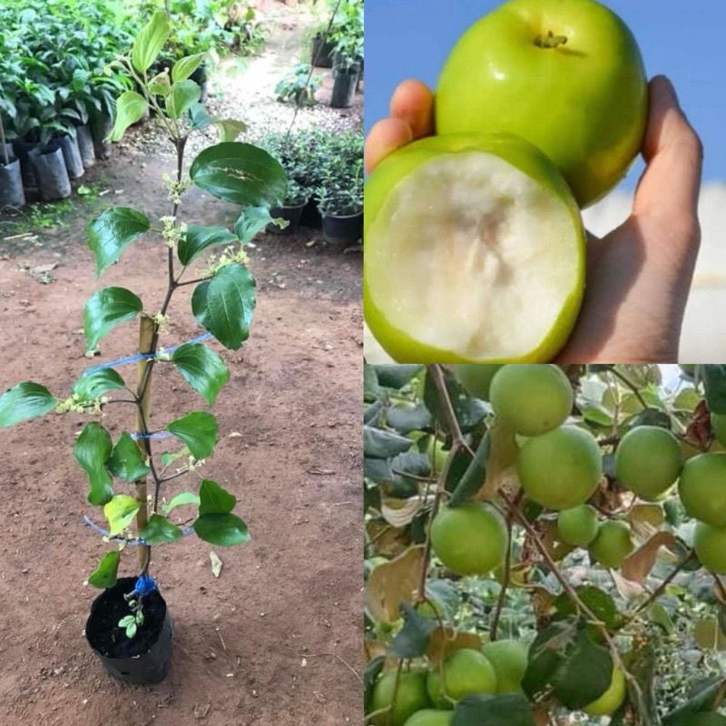 ต้นพุทราหิมะขาว แบบกิ่งตอน
