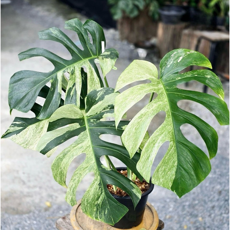 🌿Rare item ‼️มอนสเตอร่ามิ้น  Monstera Borsigiana Mint Variegated